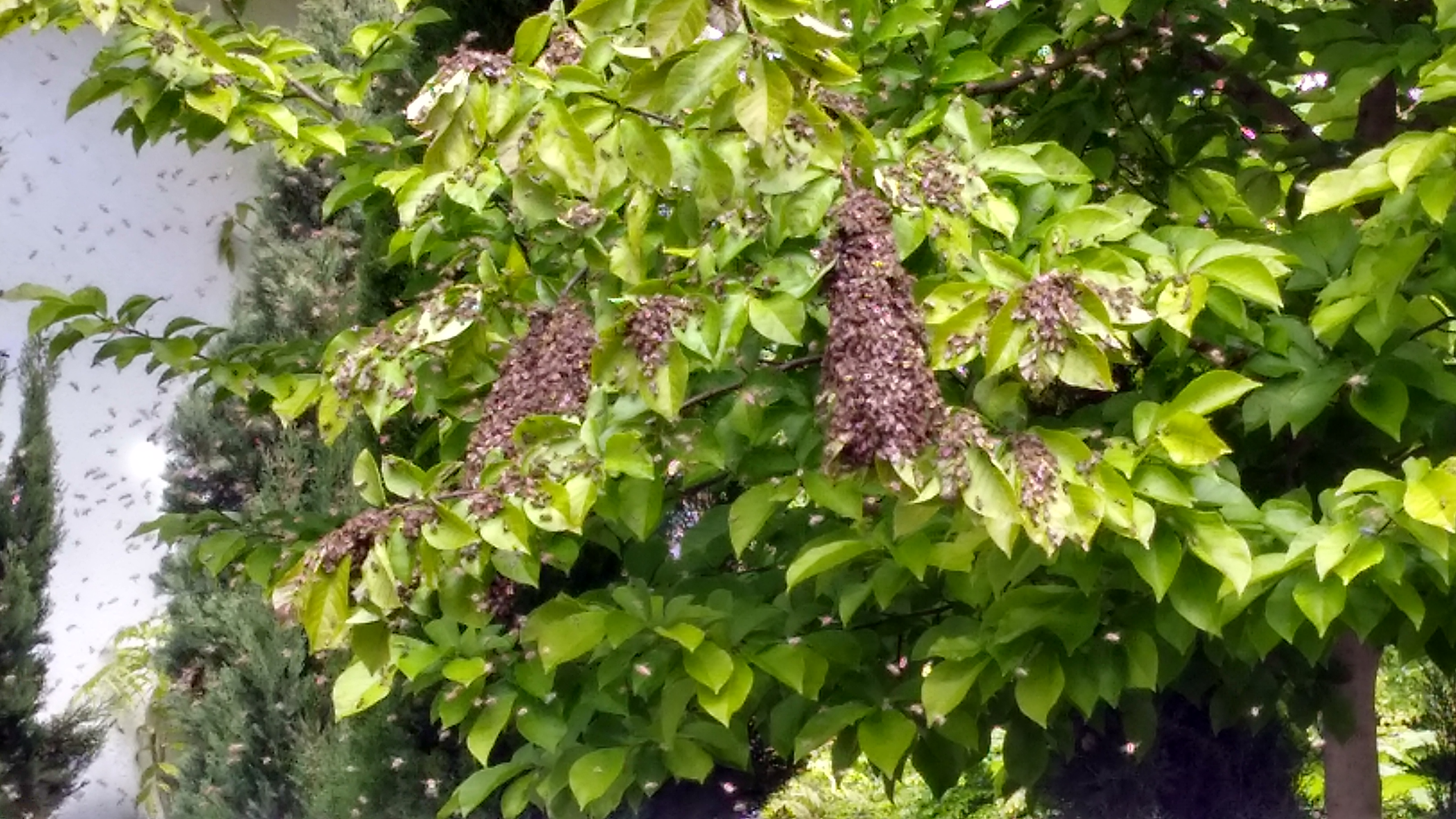 Bienenschwarm im Baum