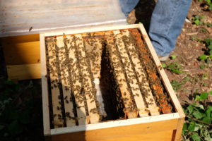 Offene Bienenbeute