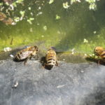 Bienen am Teich