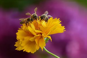 Drei Bienen auf Blüte