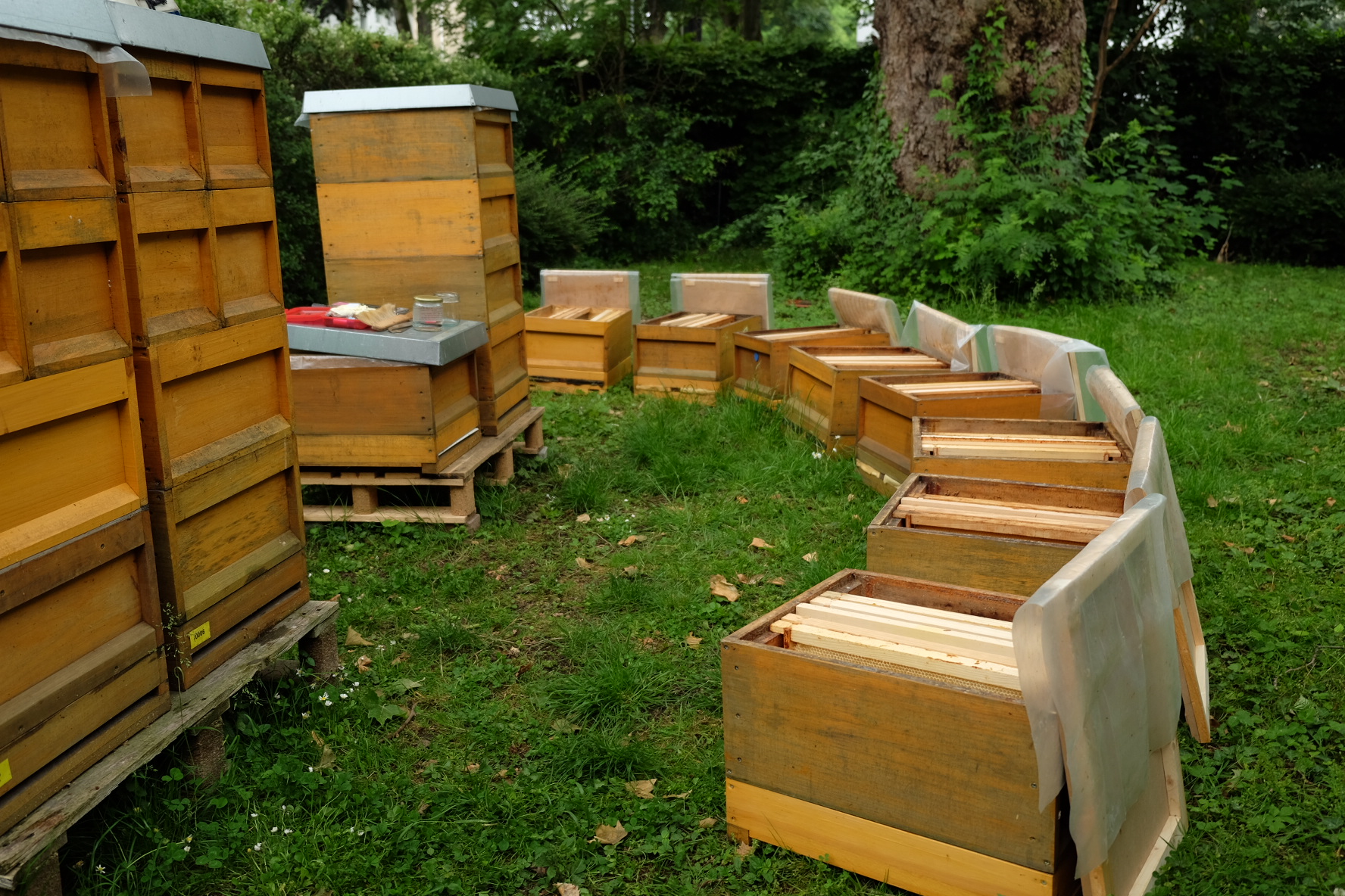 Bienenbeuten in Köln-Porz für Imkerkurs